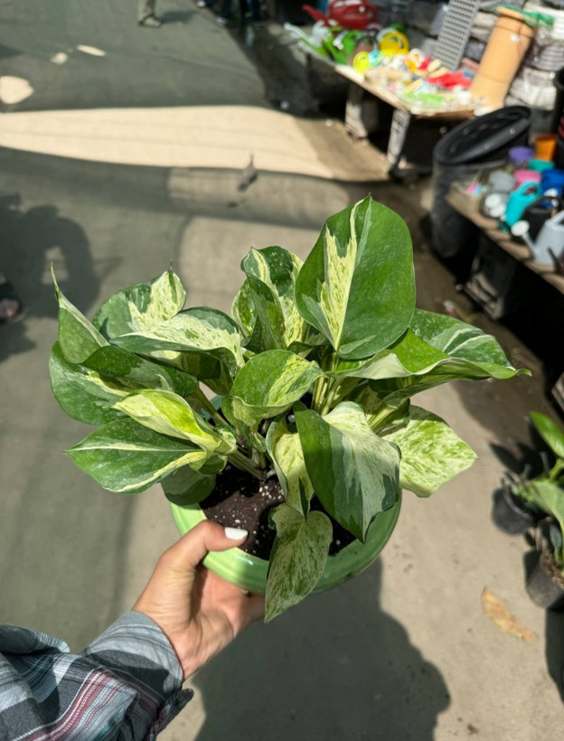 پتوس منجولا نشایی