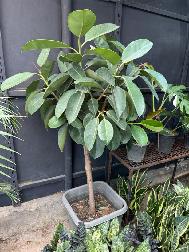 درختچه فیکوس سبز ۸ ساله