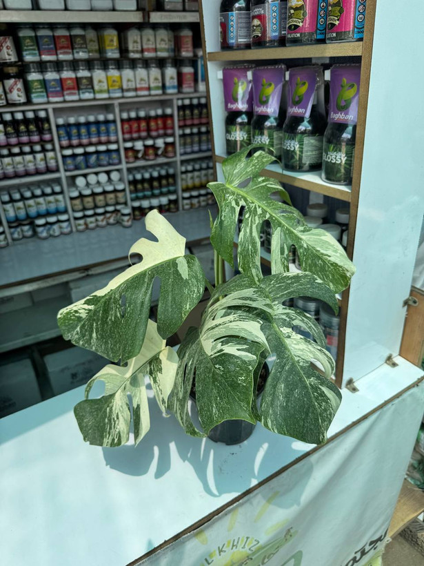 برگ انجیری ابلق