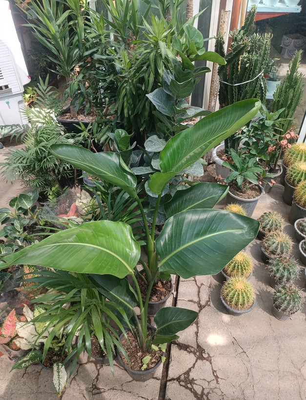 نخل نیکولای سطل ۷