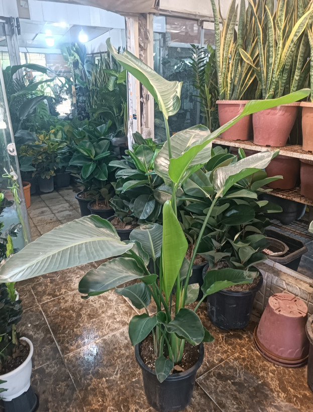 نخل نیکولای سه بوته