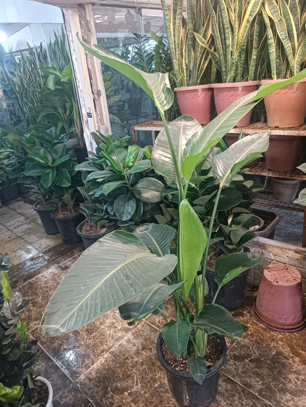 نخل نیکولای سه بوته