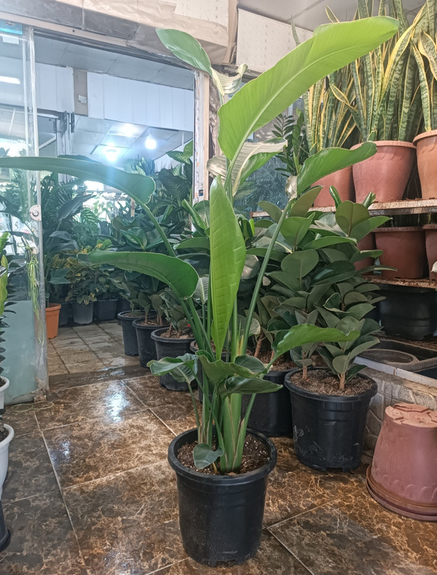 نخل نیکولای سه بوته