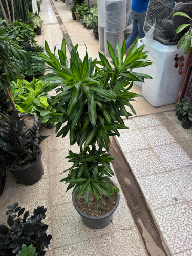 پله موآ(بامبو خاکی)