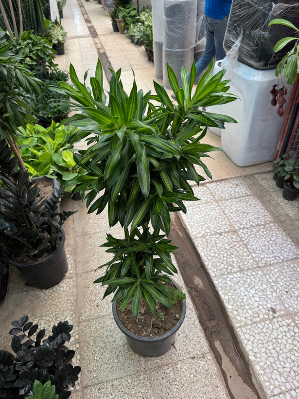 پله موآ(بامبو خاکی)