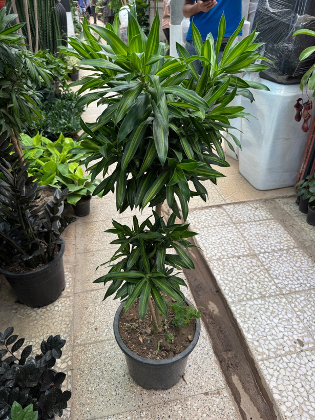 پله موآ(بامبو خاکی)