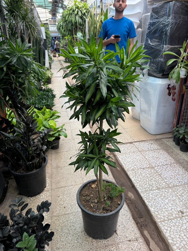 پله موآ(بامبو خاکی)