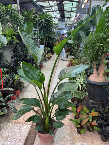نخل نیکولای دو بوته