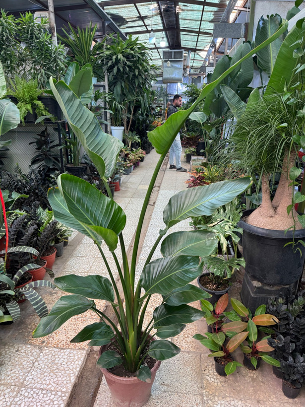 نخل نیکولای دو بوته