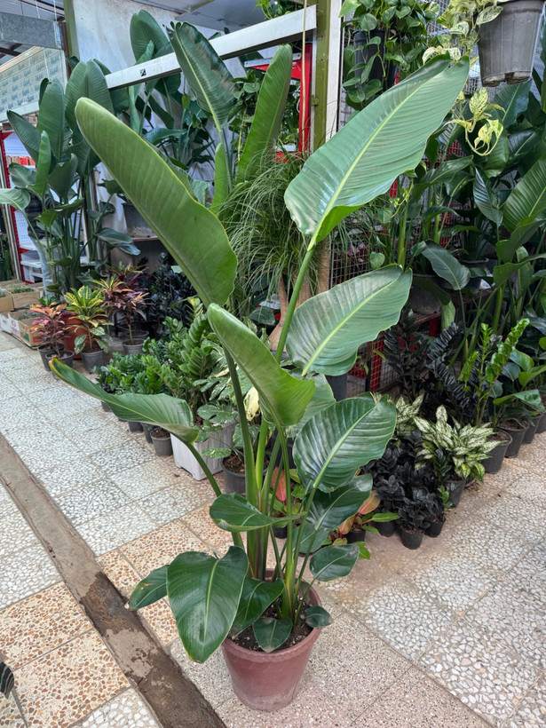 نخل نیکولای دو بوته