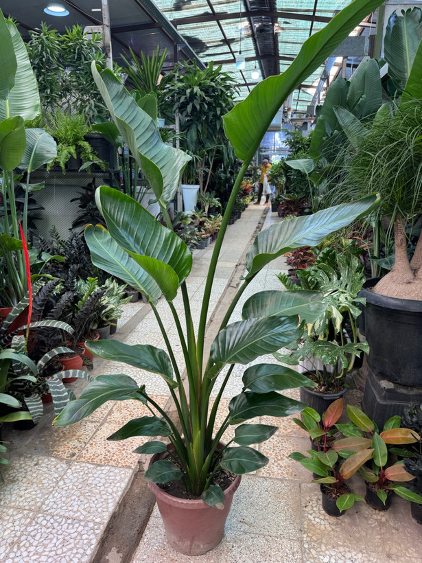 نخل نیکولای دو بوته