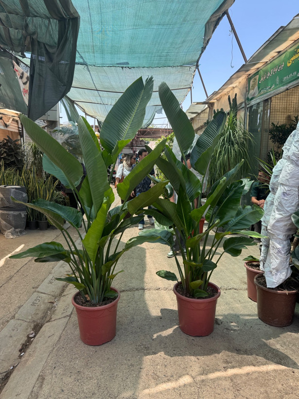نخل نیکولای سه بوته مادری