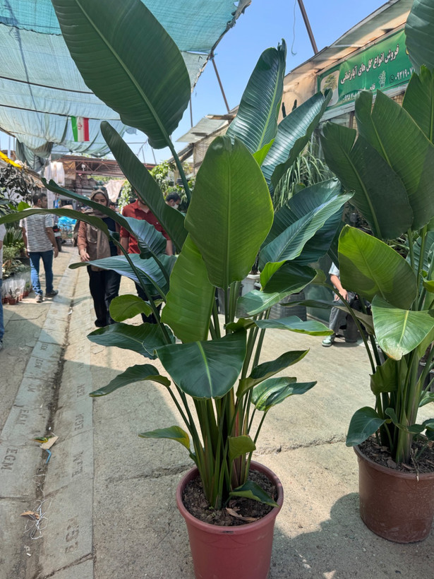 نخل نیکولای سه بوته مادری