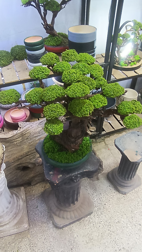 درختچه جاودان